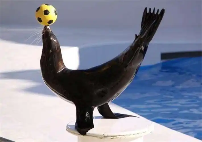 海狮表演出租价格-金泉网