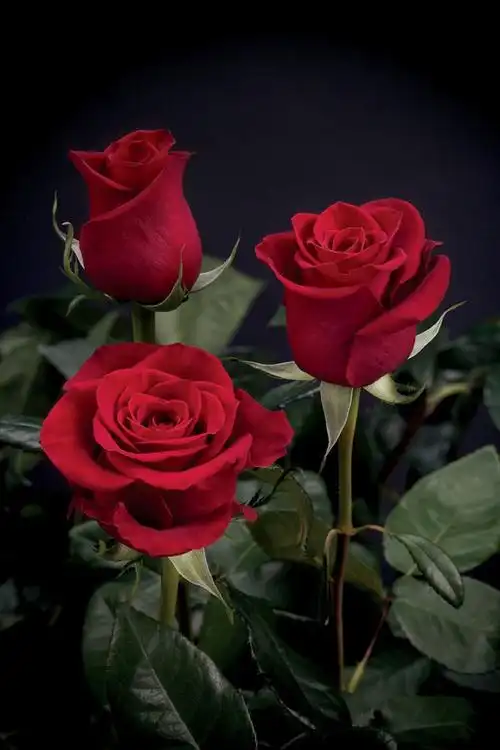 美丽的玫瑰素材-高清图片-摄影照片-寻图免费打包下载