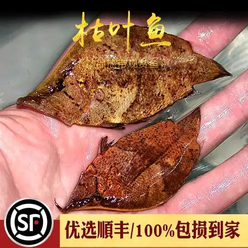 枯叶鱼观赏淡水热带鱼印度夜行鱼秘鲁虎鱼枯树叶鱼奇怪鱼水族活体