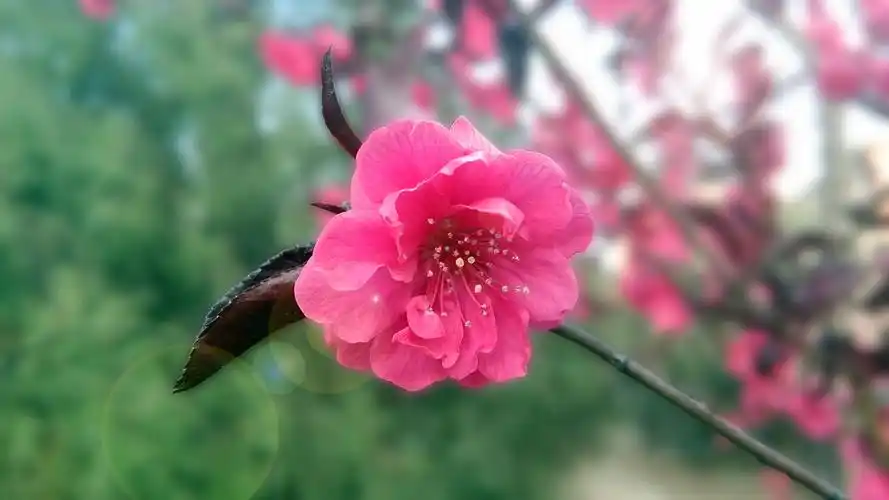 桃花美景桌面壁纸_桃花的芳香_风景壁纸