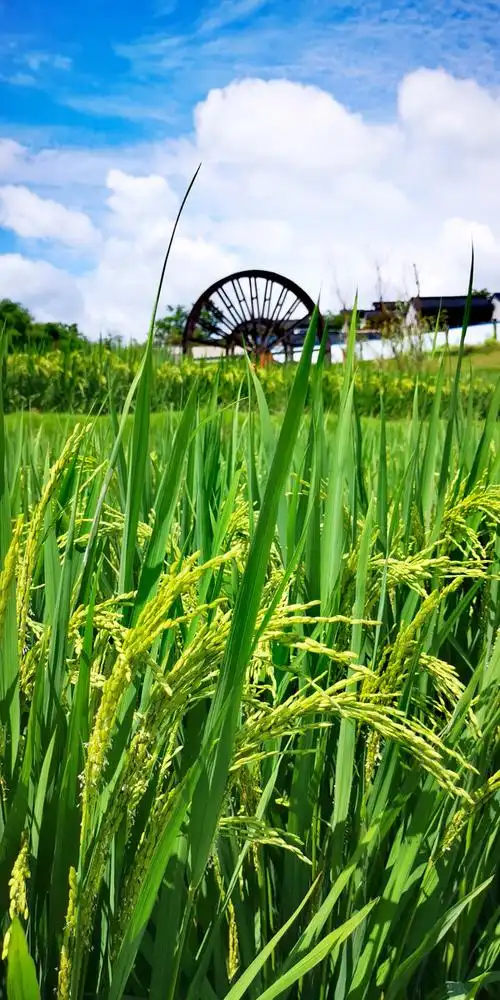秋天到了田野里一片片金黄色的麦浪