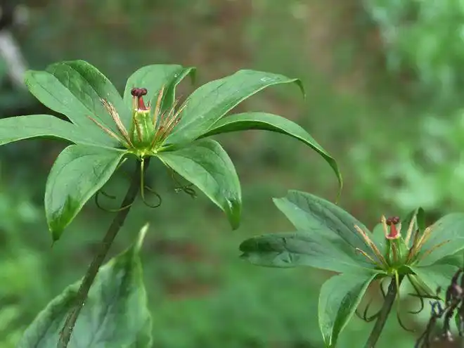 农民为了方便记忆,直接给它安了个名字,七叶一枝花,它又叫重楼,九重楼