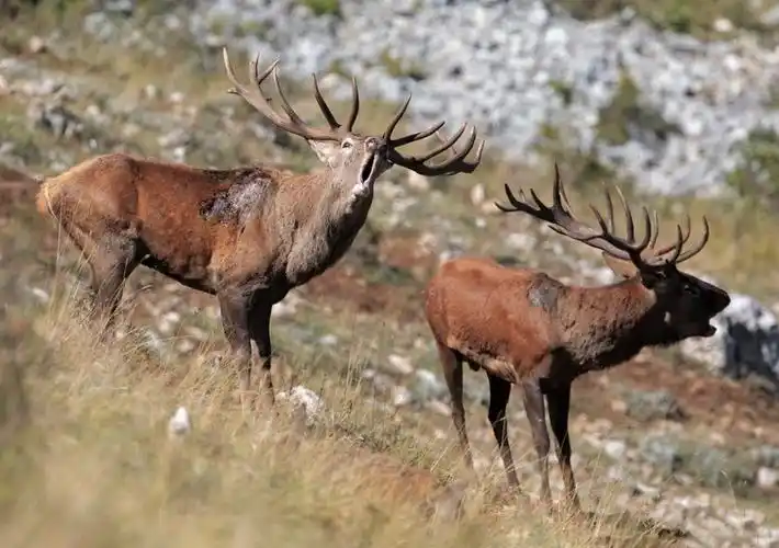 p>欧洲马鹿(学名: i>cervus elaphus /i>):是鹿科,鹿属的动物.