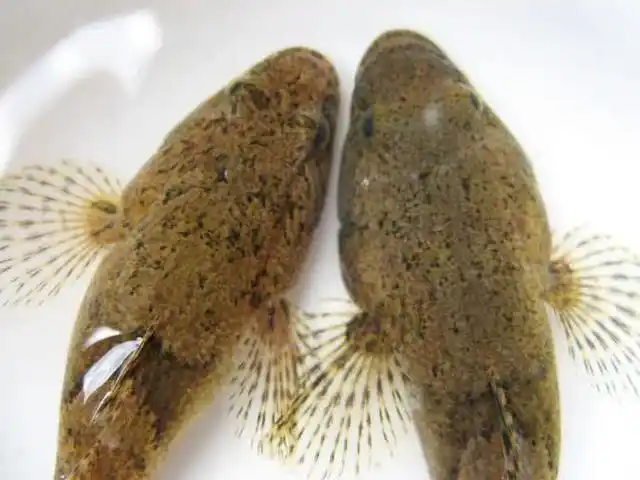 农民耕田抓到这种鱼,他四处寻问却无人知晓_沙塘鳢