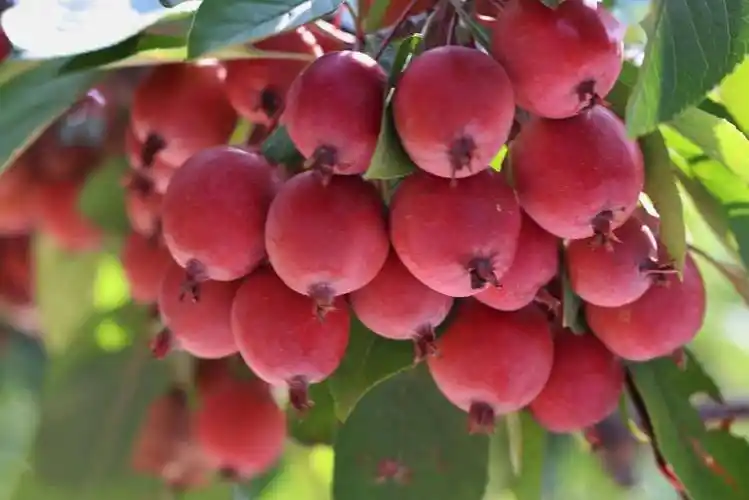 八棱海棠,红果果,青果果