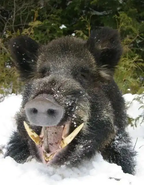 竟然有人开始撸野猪牙了啥老祖宗早就盯上它了