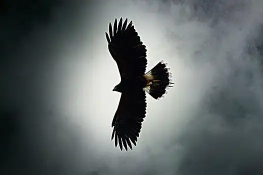 猎鹰,坐,天空,横图,无人,照片,图像,侧面游隼,成年,雄性面具,老鹰