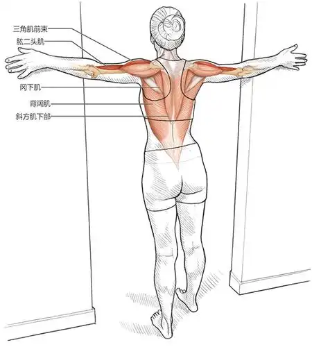高级肩屈肌拉伸