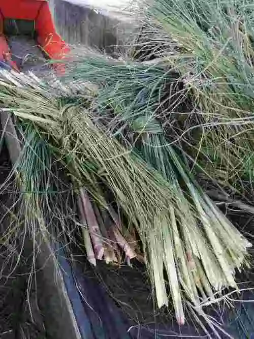 广西河池罗城小长安招夫妻工从事甘蔗尾加工保底3000/月计件