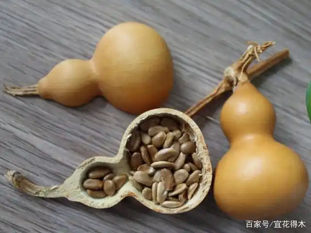 阳台种葫芦,既可以观赏还可制作工艺品,好处多多