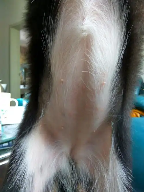 狗狗肚皮红红的一片,有懂得么,求分析