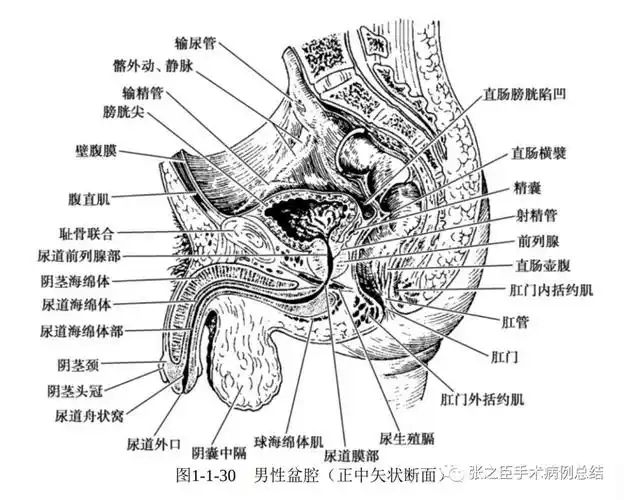 学习《吴阶平泌尿外科学》