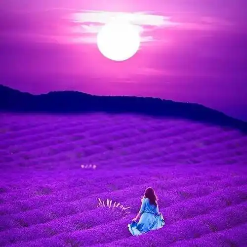 薰衣草花田欧美背影头像