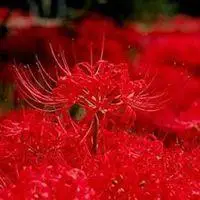 彼岸花头像唯美有气质