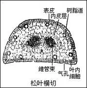 p>角质层(stratum corneum, latin for horny layer)是 a href="#"