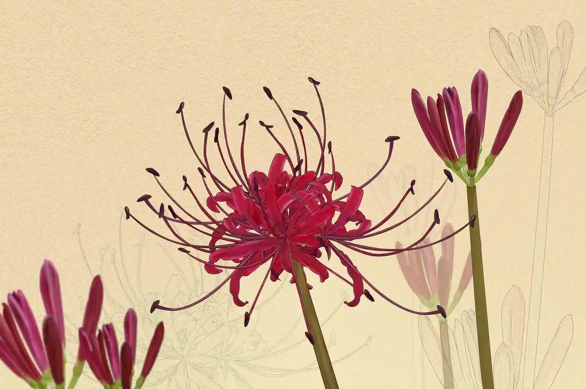 彼岸花古风图片2160x1440分辨率查看