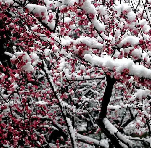又到梅花傲雪时