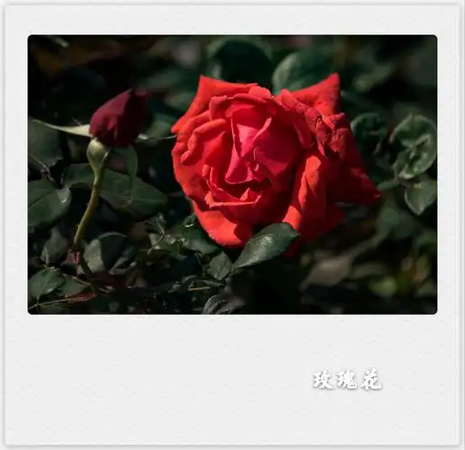 风雨彩虹铿锵玫瑰(首发)