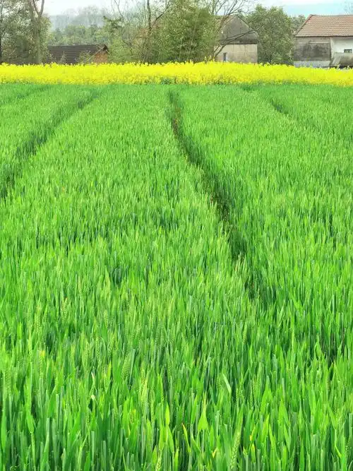 乡村景色麦田