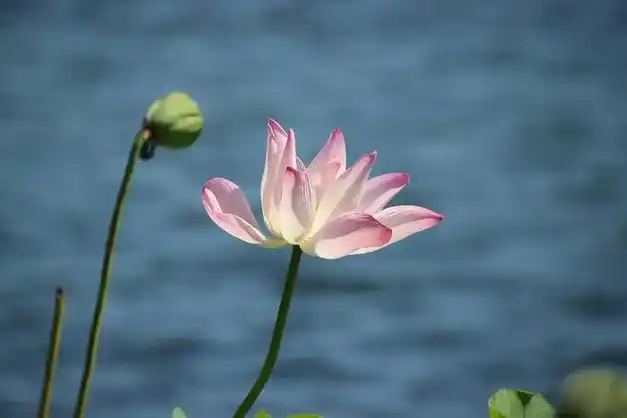 你会不会拍荷花,12个荷花摄影技巧送你,拍好荷花并不难耐