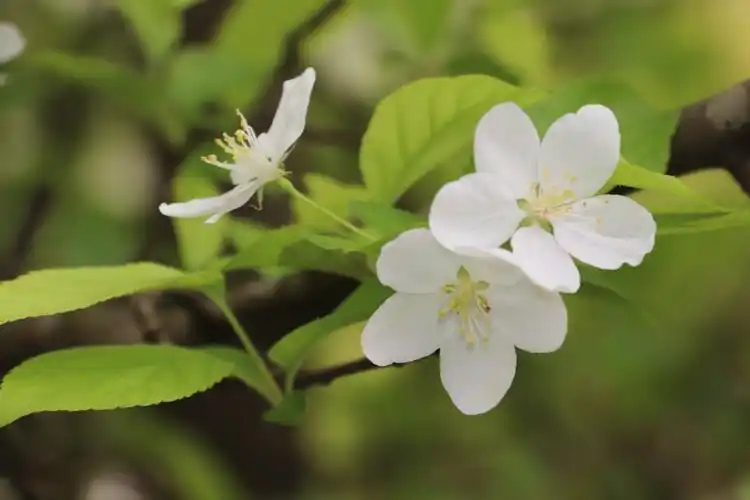 鹤峰梨花开满枝头绿叶挂满树梢