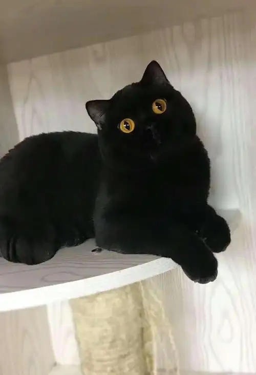 真壁一骑:纯黑英短