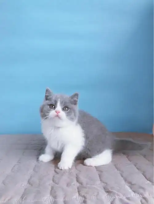 英国短毛猫价格_英国短毛猫多少钱一只_英短蓝猫图片 _狗铺子