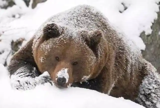 冬眠的熊会被冻僵吗?为什么?
