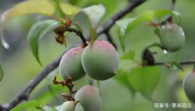 梅子果好看又好吃,种植技术也不难,但细节要注意好