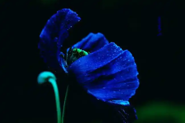 很多年后 我打这山脚下走过 蓝罂粟开的正艳 花颤西风,像婴儿的眼睛