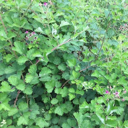 秒杀茅莓 新鲜深山现采红梅消 三月泡茅莓根蛇泡簕 中草药 500克