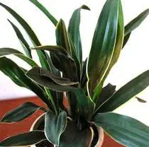 谁有汗山奇花草的图片呀