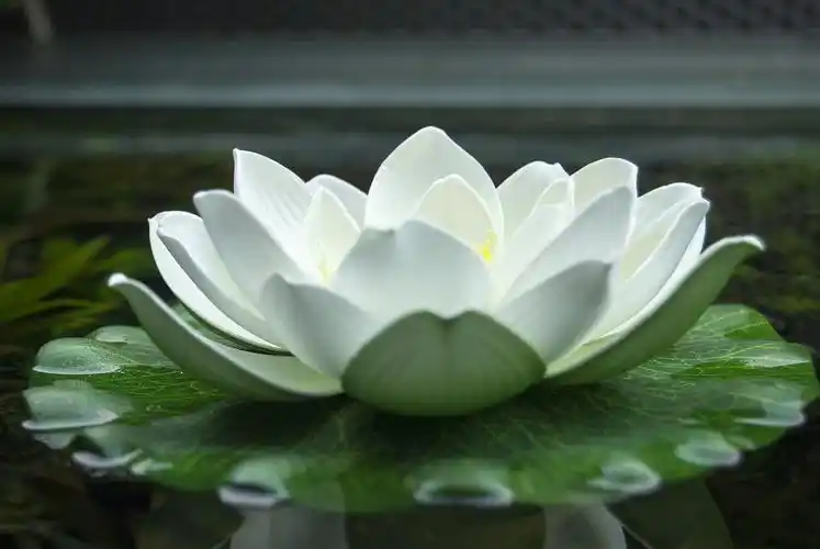 白色荷花开花图片,高清图片