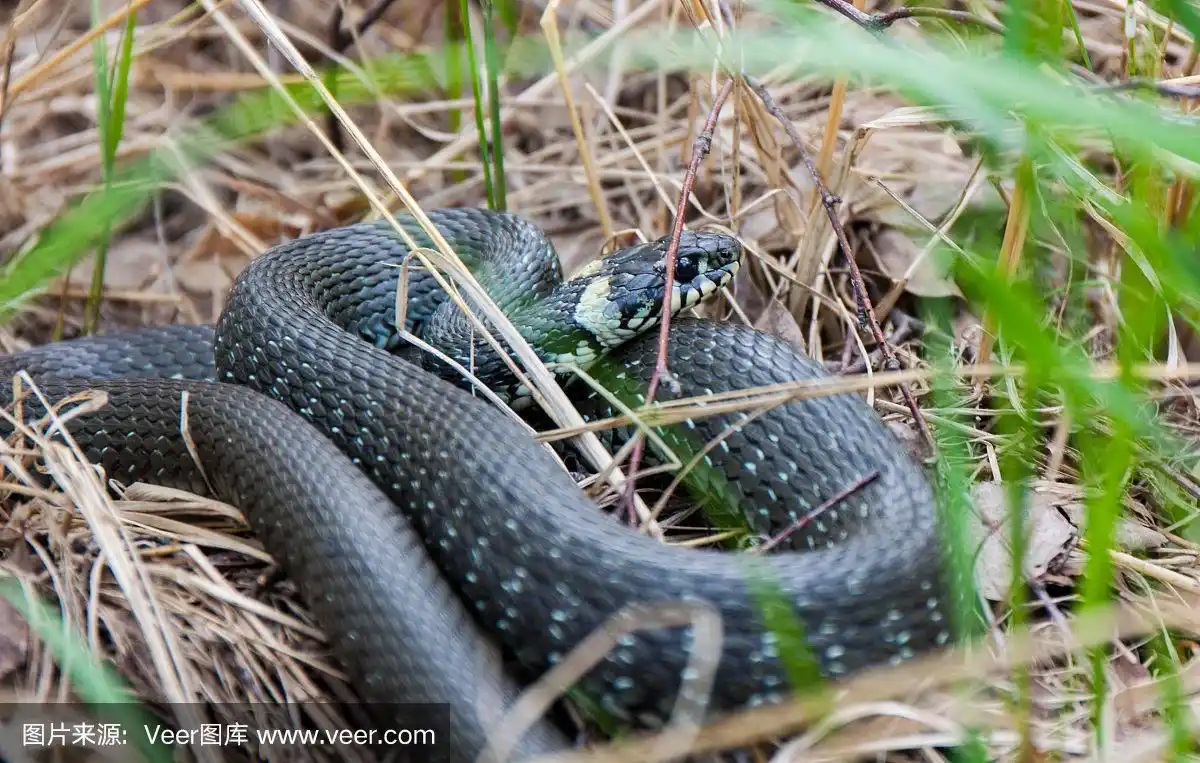 草蛇躺在枯黄的草地上.蛇特写照片