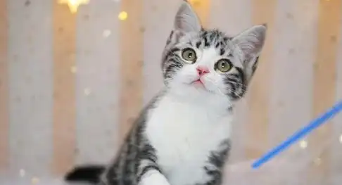 什么样的猫既便宜又容易养?总有一个适合你_价格_暹罗_繁育