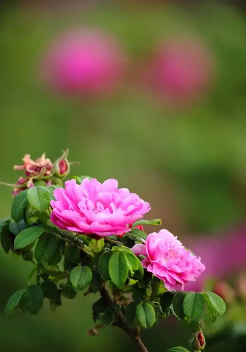 静悄悄的玫瑰,羞答答的开.