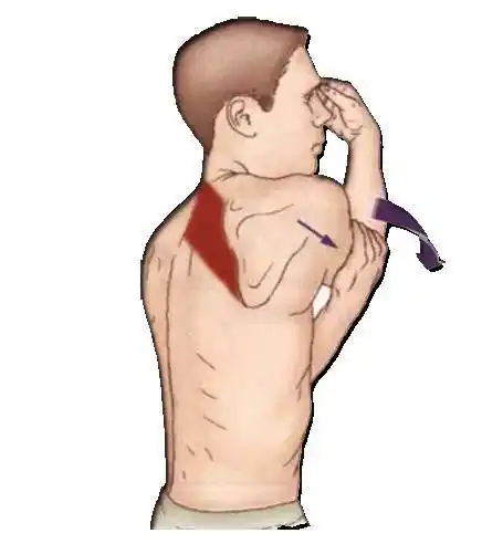 菱形肌怎么拉伸(菱形肌如何拉伸)