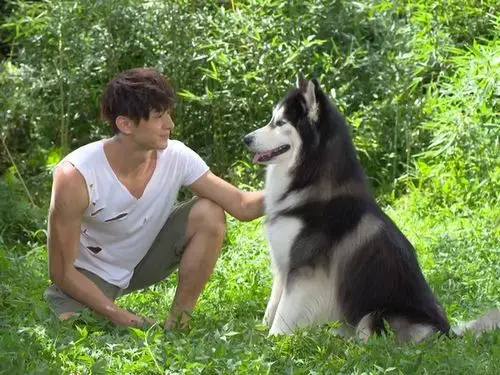 《狼王子》哈士奇是22万粉丝巨星 爆酬劳比男主角还高