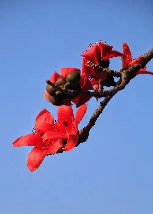 木棉花的花语是:珍惜 要珍惜身边的人,珍惜眼前的幸福.