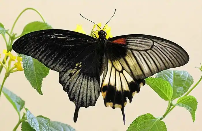 英国赫特福德郡发现稀有物种半雌半雄的人妖美凤蝶