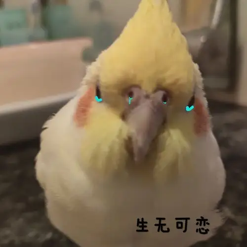 鹦鹉表情包含自家鹦鹉拿图留言