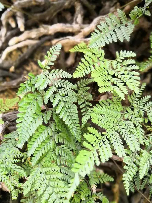 可以代替骨碎补用的白毛蛇你认识吗你知道它有什么秘密吗