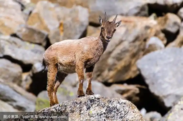 小野山羊,野生动物,山地动物,意大利阿尔卑斯山脉,意大利