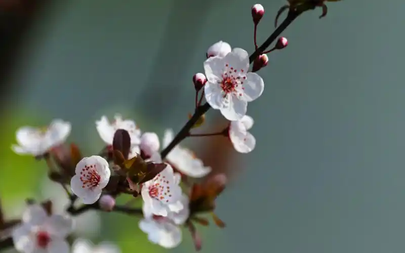 唯美紫叶李(红叶李)图片电脑桌面壁纸下载