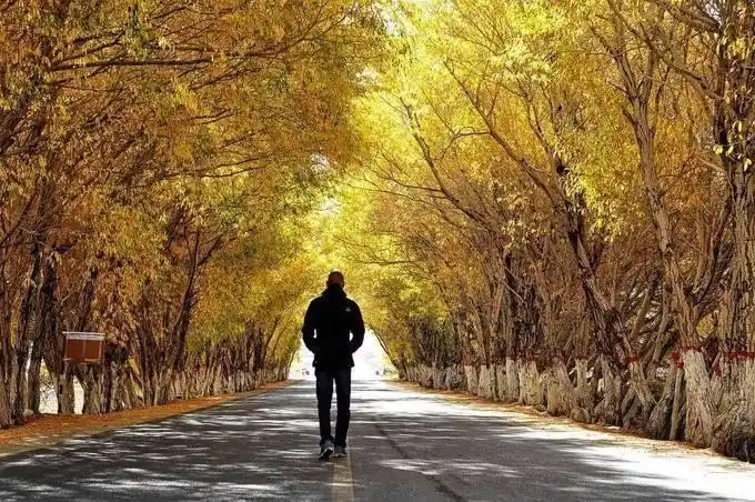 名人名家:一个人孤独的走在路上,寂寞的看路边的风景也是走路的人在