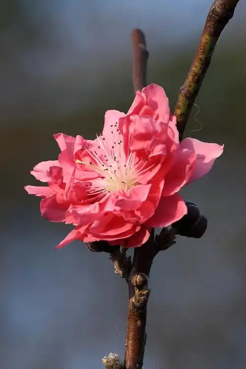 【桃花摄影图片】生态摄影_太平洋电脑网摄影部落