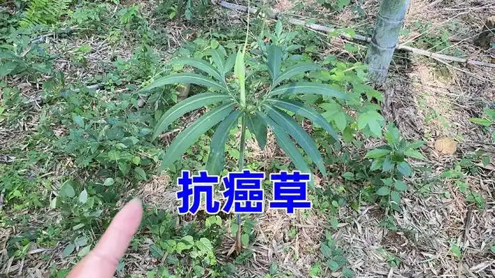 农村深山常见的"抗癌草",外省人都没见过,赶紧来认识和了解下