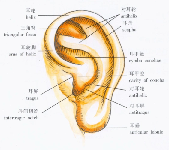 耳部应用解剖