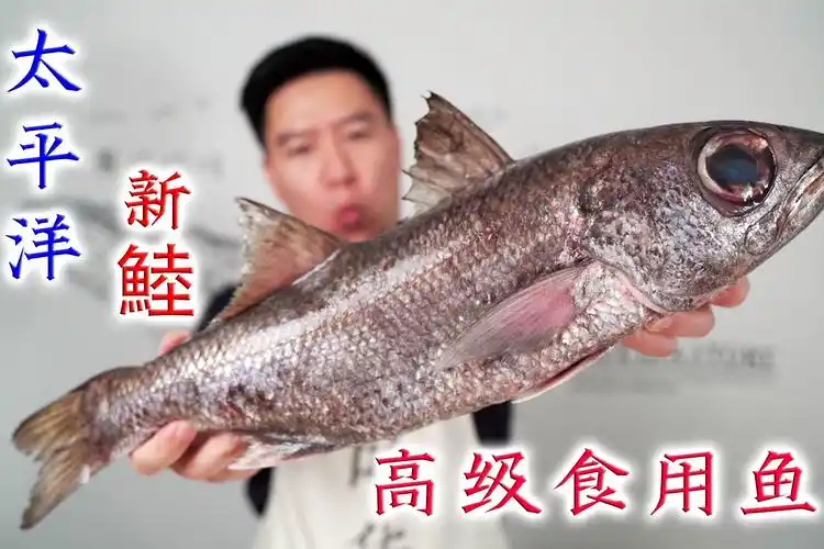 可遇不可求的黑鯥鱼,不管是刺身还是煮付,都非常惊艳