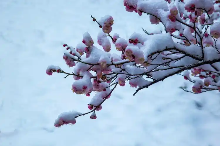 2020年5月9日运势:生肖马贪小低价而受人欺蒙,生